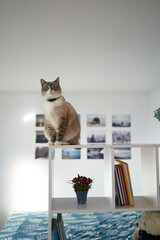 a Siamese/Thai cat sits on a white shelf divides the room into two parts, separating the work area from the bed