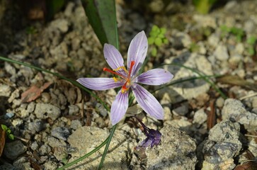 Autumn blooming Crocus oreocreticus in the garden