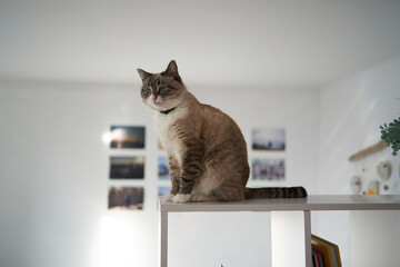       Siamese/Thai cat sits on a white shelf divides the room into two parts, separating the work...