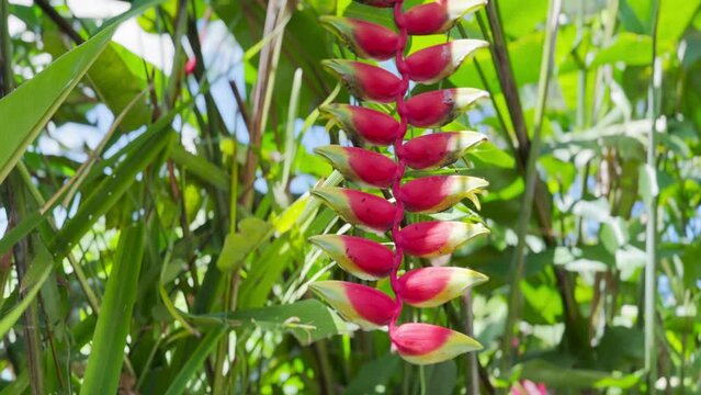Heliconia rostrata, the hanging lobster claw or false bird of paradise plant