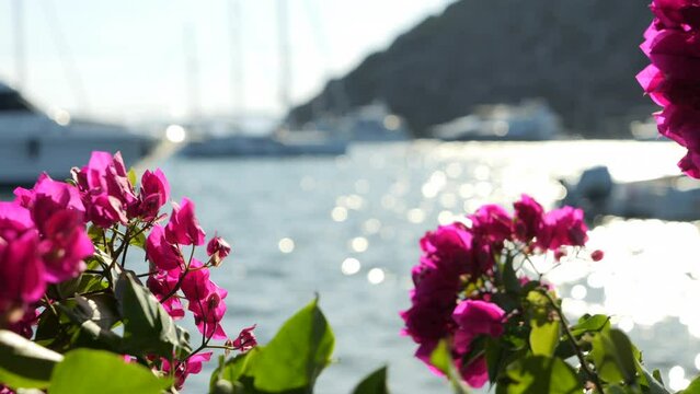 Rhododendron Flowers Swaying With The Wind At The Coast Of Gumusluk In Bodrum, Turkey. closeup, selective focus