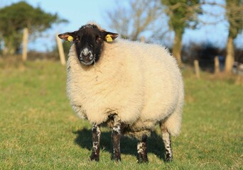 Suffolk breed ewe sheep, in lamb, on farmland in rural Ireland in early springtime