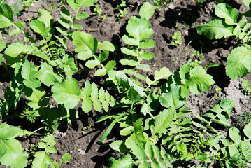 Daikon radish growing in the vegetable garden, close-up © Olena Svechkova