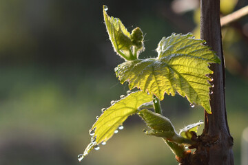 Flowering of the grape. Grape in blossom. Fresh green vine leaf growth. First grape leaves in spring. Grape ovary. Young leaves of grapes. Shoots of grapes.