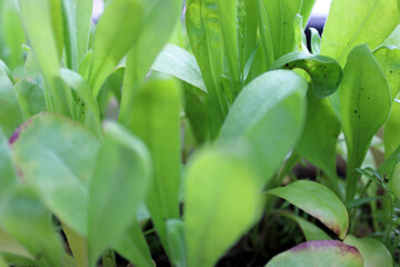 Green fresh calendula leaves are shown on a flower bed.