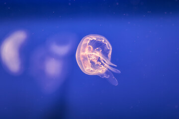 Medusa all'Acquario di Livorno, Toscana, Italia