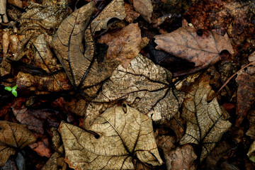 Yellow tree leaves in autumn with the first rains