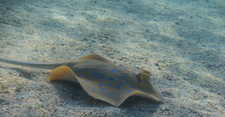 Fototapeta na wymiar blue spotted stingray flees from the place where it rested in the red sea