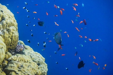 Fototapeta na wymiar deep blue seawater and lot of fishes at the coral reef
