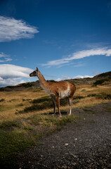 Naklejka na ściany i meble Guanaco