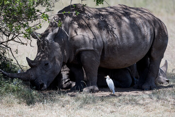 Fototapeta premium the last Rhinos in Africa are threatend with extinction