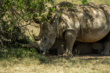 Obraz premium the last Rhinos in Africa are threatend with extinction