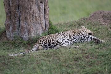 Leopard big cats in the wildernes of the Masai Mara
