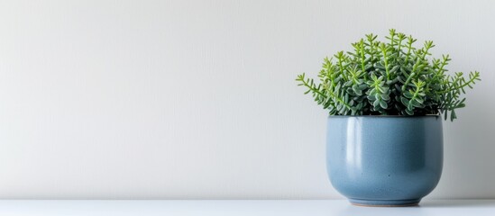 Lush Green Plant in a Stylish Blue Pot on a Clean White Table Setting