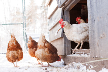 chicken walking on an eco-poultry farm in winter, free-range chicken farm