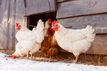 chicken walking on an eco-poultry farm in winter, free-range chicken farm