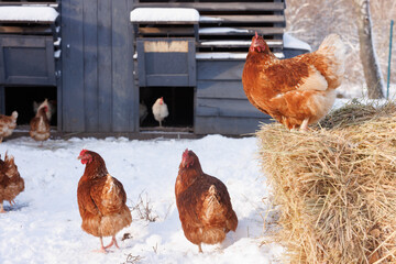 chicken eats feed and grain on eco poultry farm, free range poultry farm
