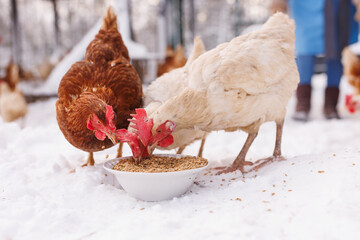 chicken eats feed and grain at an eco-poultry farm in winter, free-range chicken farm