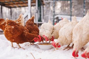 chicken eats feed and grain at an eco-poultry farm in winter, free-range chicken farm