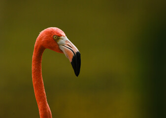 Image of a pink flamingo with a black beak, on a green background.