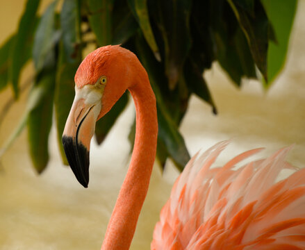 Image of a pink flamingo with a black beak, among the vegetation.