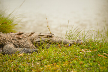 Photograph of a small crocodile among the grasses on the banks of a river.