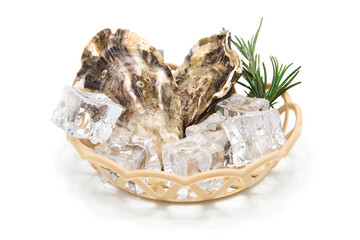 Fresh oysters with sprigs of rosemary lie in a basket with ice cubes. Seafood.