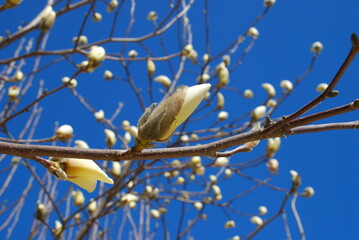 Blooming Flowers in Spring, Magnolia Blossoms