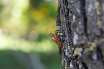 Beautiful natural green bokeh, blurred green nature with bokeh background.