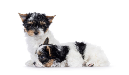 Adorable duo of Biewer Terrier dog puppies, sitting and laying together. One looking towards camera, one to the side. isolated on a white background.