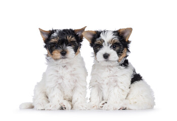 Adorable duo of Biewer Terrier dog puppies, sitting beside each other Looking towards camera. isolated on a white background.