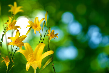  beautiful  flowers on a colorful blurred background
