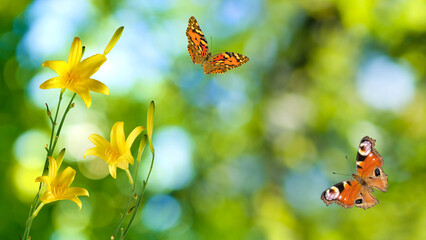 beautiful butterfly and flowers on a colorful blurred background