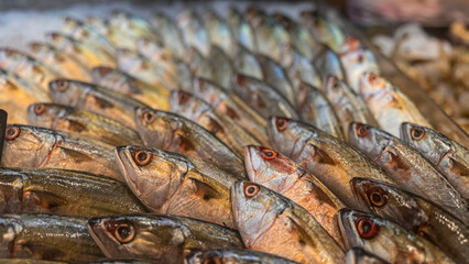 Fresh catch raw fish market showing fresh fish eyes
