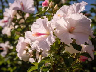 Obraz premium Hibiscus syriacus garden, spring, sunshine. 