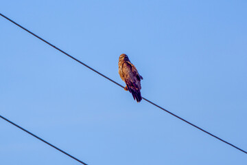 an eagle on a power cable seen from below