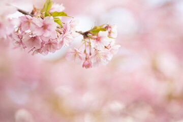 ふんわりとした緋寒桜の花