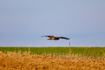 an eagle flying in landing above a field.