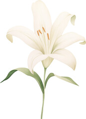 watercolor illustration lily flower and green leaves on transparent background. Florist bouquet. Easter lilies, International Women's Day, Mother's Day, wedding flowers.