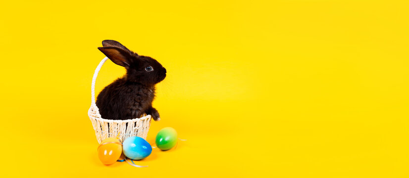 Easter bunny. Happy holiday greeting card. One little black rabbit looking at camera sits in the white straw basket decorated with painted eggs isolates on yellow background. Banner, studio shoot