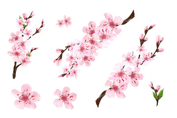 Branch of Sakura on white background. Pink sakura flowers background in watercolor style. Cherry blossom branches with sakura flowers. Hand drawn illustration, isolated - obrazy, fototapety, plakaty