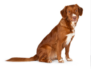 Golden brown with white dog, sitting side turned, looking to camera, isolated on a white background