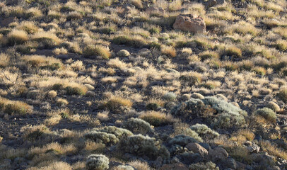 Tropic steppe meadow lit by sunset.