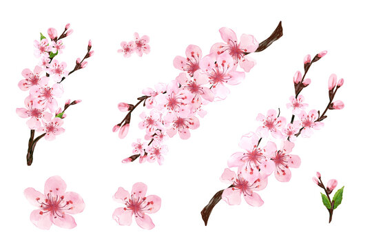 Branch of Sakura on white background. Pink sakura flowers background in watercolor style. Cherry blossom branches with sakura flowers. Hand drawn illustration, isolated