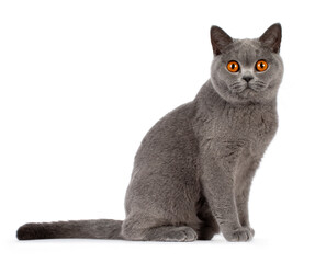 Blue british shorthair with very orange eyes, sitting side ways, looking to camera, isolated on a white background