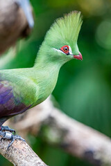 The Guinea turaco (Tauraco persa) is a group of African otidimorph birds.  Often inconspicuous in the treetops