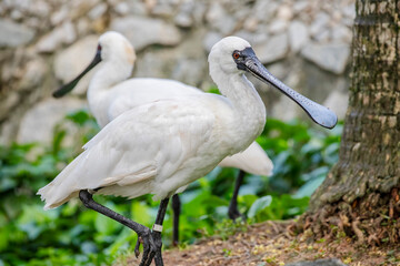 black faced spoonbill(Platalea minor).
it has the most restricted distribution of all spoonbills, and it is the only one regarded as endangered.