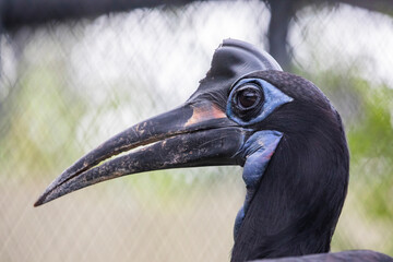 northern ground hornbill (Bucorvus abyssinicus) is an African bird, found north of the equator, and is one of two species of ground hornbill. It is the second largest species of African hornbill.