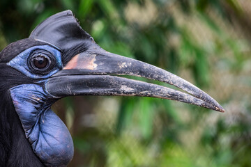 northern ground hornbill (Bucorvus abyssinicus) is an African bird, found north of the equator, and is one of two species of ground hornbill. It is the second largest species of African hornbill. © Danny Ye