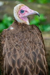 The closeup image of hooded vulture (Necrosyrtes monachus), which is an Old World vulture in the order Accipitriformes, It is native to sub-Saharan Africa
